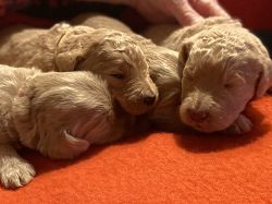 Goldendoodle puppies are here!