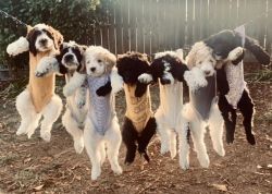Sweetwater Goldendoodles Puppies