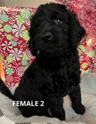 Goldendoodle Puppies for Christmas