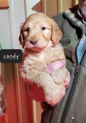 Goldendoodle Christmas Puppies