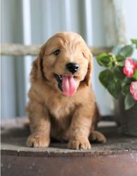 Goldendoodle Puppies for sale.