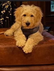 White Goldendoodle needs a loving home