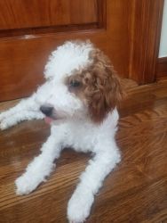 Miniature Goldendoodle female puppy Playful