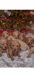 Golden doodles for sale. Ready for new home