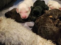 Beautiful Litter of F2b Goldendoodle Puppies