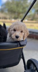 Goldendoodle puppy male