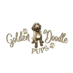 GoldenDoodle Puppies