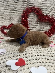 Golden Doodle F1B, Male Available!!