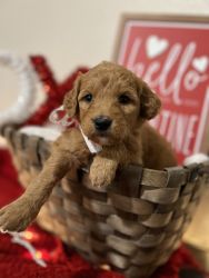 F1 Golden Doodle puppies ready for their new home