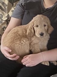 Beautiful, healthy, vet checked, dewormed, 1st shots Goldendoodle F2 p