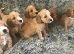 6 Goldendoodle Puppies For Sale