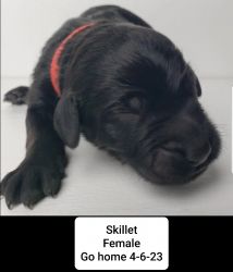 F1b Golden-Newfie-Poo puppies looking for their new homes!