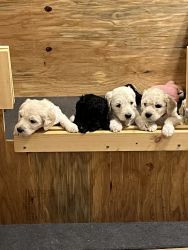 Adorable multi- generational Golden Doodle Puppies