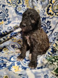F1B Dreamy Home Raised GoldenDoodles