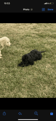 Blonde golden doodle puppy and black golden doodle puppy for sale