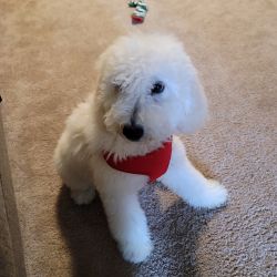 Goldendoodle Puppy for sell