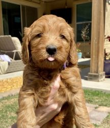 Adorable Mini Goldendoodle Puppies