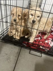 Goldendoodle puppies looking for a forever home!