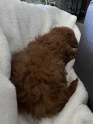 Min Goldendoodle (9 weeks old)