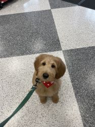 F2 Male Goldendoodle