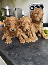 Puppies ready to go to new homes