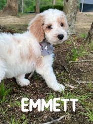 F1b Standard Goldendoodle Puppies in Morehead, KY