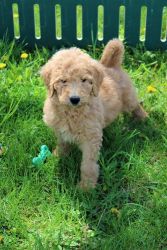 Sweet Goldendoodle Available