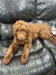 5 month old male Goldendoodle