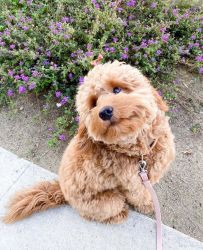 Adorable Golden Doodle Puppy for Sale