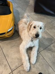 Rehoming male golden doodle
