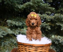 Goldendoodles Ready now