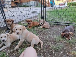 Borgi/goldendoodle/schnocker puppies for sale
