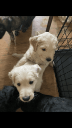 Standard Goldendoodle puppies