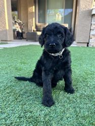 F1B Goldendoodle puppies for sale