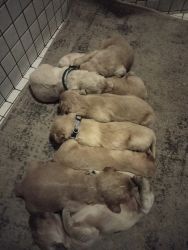 Goldendoodles puppies