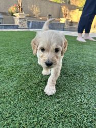 7 F1B Goldendoodle Puppies for sale