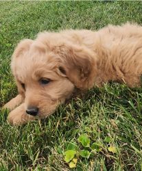 F1 goldendoodle male