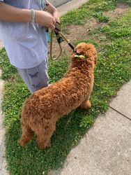 7 month golden doodle male puppy