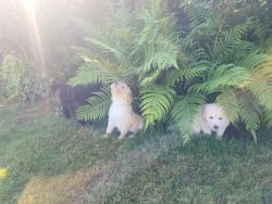 3rd Generation Golden Doodle Puppies For Sale