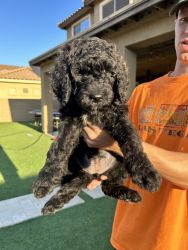 f1b goldendoodles available