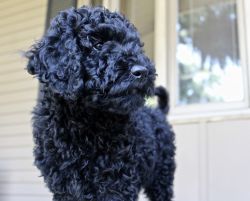 GOLDENDOODLE (price reduced)