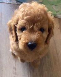 Micro Goldendoodle Puppies