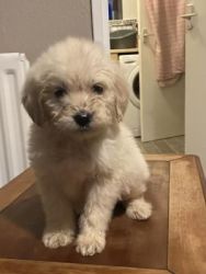 Mini Golden Doodle Puppy For Free Adoption