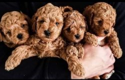 Mini golden doodle puppies
