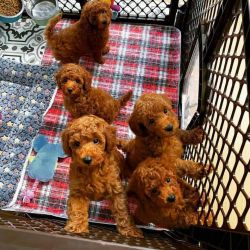 Adorable goldendoodle puppies