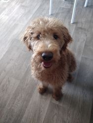 Sweet Doodle puppy boy house-trained