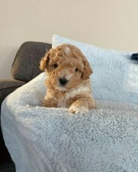 Healthy Goldendoodle Puppies For Adoption