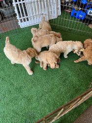 Adorable, puppies, friendly, and sweet