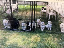 Standard sized Godendoodle puppies