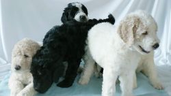 8 weeks old golden doodle F1b puppies ready for a good home!